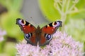 European Peacock (Inachis io)