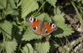 European peacock