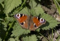 European peacock