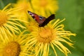 The European Peacock Inachis io, or the Peacock butterfly