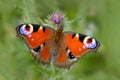 European Peacock, Inachis io, red butterfly with eyes sitting on the pink flower in the nature. Summer scene from the meadow Royalty Free Stock Photo