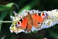 The European Peacock (Inachis io)