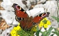 European peacock Nymphalis io, Peacock butterfly, le Paon-du-jour or das Schmetterling Tagpfauenauge