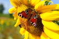 European Peacock (Nymphalis io) on Sunflower