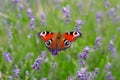 European peacock sitting on a blossom