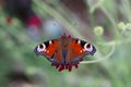 European peacock sitting on a blossom