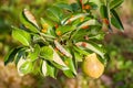 European pear rust is a common fungal disease of pears Royalty Free Stock Photo