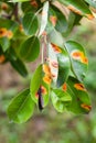 European pear rust is a common fungal disease of pears Royalty Free Stock Photo