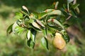 European pear rust is a common fungal disease of pears Royalty Free Stock Photo