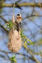 European penduline tit