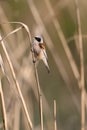 European penduline tit Royalty Free Stock Photo