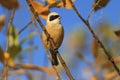 European penduline tit on a branch of autumn leaves