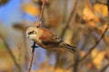 European penduline tit among gold leaves