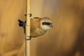 European penduline tit Remiz pendulinus on a beautiful background Royalty Free Stock Photo