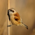 European penduline tit Remiz pendulinus on a beautiful background Royalty Free Stock Photo