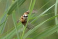 European penduline tit Remiz pendulinus Royalty Free Stock Photo