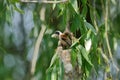 Penduline Tit Remiz pendulinus Royalty Free Stock Photo