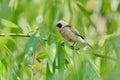 Penduline Tit Remiz pendulinus Royalty Free Stock Photo