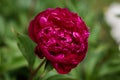 Common peony Paeonia officinalis Royalty Free Stock Photo