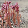 Paeonia officinalis stems before blooming in early spring with snow.