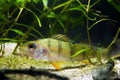 European perch, coldwater predator fish, Perca fluviatilis, hiding in plants in moderate river nature biotope aquarium