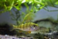 European perch, coldwater predator fish, Perca fluviatilis, inspects nature moderate river biotope aquarium