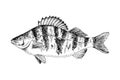 The European perch, common perch. Fresh water fish