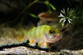 European perch opens its mouth to yawn in nature coldwater river biotope aquarium, aggressive predator fish, Perca fluviatilis Royalty Free Stock Photo