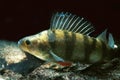 EUROPEAN PERCH perca fluviatilis Royalty Free Stock Photo