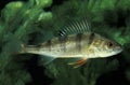 European Perch, perca fluviatilis Royalty Free Stock Photo