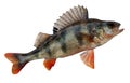 European perch (Perca fluviatilis) Royalty Free Stock Photo