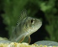 European Perch, perca fluviatilis Royalty Free Stock Photo