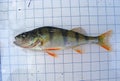The European perch (Perca fluviatilis), also known as the common perch. Fish on the background of. Ichthyology research.