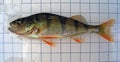 The European perch (Perca fluviatilis), also known as the common perch. Fish on the background of. Ichthyology research.