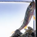 The European perch Perca fluviatilis Royalty Free Stock Photo