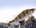 The European perch Perca fluviatilis Royalty Free Stock Photo