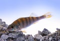 The European perch Perca fluviatilis Royalty Free Stock Photo