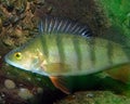 A European Perch Perca fluviatilis Royalty Free Stock Photo