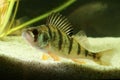 European perch, Perca fluviatilis fish