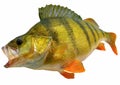 Perch fish isolated on white backgrorund Royalty Free Stock Photo