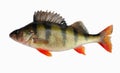 European perch (Perca fluviatilis L. )