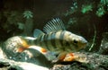 PERCHE COMMUNE perca fluviatilis Royalty Free Stock Photo