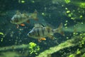 European perch (Perca fluviatilis). Royalty Free Stock Photo