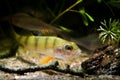 European perch swim in nature coldwater river biotope aquarium, dangerous predator fish, Perca fluviatilis