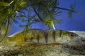 European perch, wild caught juvenile freshwater predator fish hiding in dense vegetation of hornwort