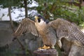 Peregrine falcon ready to fly Royalty Free Stock Photo