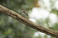 Female European pied flycatcher sitting on a branch Ficedula hypoleuca is a small passerine bird in the Old World flycatcher Royalty Free Stock Photo