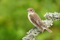 European pied flycatcher Ficedula hypoleuca female sitting on a branch. Royalty Free Stock Photo