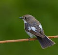 European pied flycatcher (Ficedula hypoleuca) female sitting on a branch Royalty Free Stock Photo