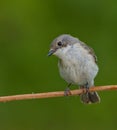 European pied flycatcher (Ficedula hypoleuca) female sitting on a branch Royalty Free Stock Photo